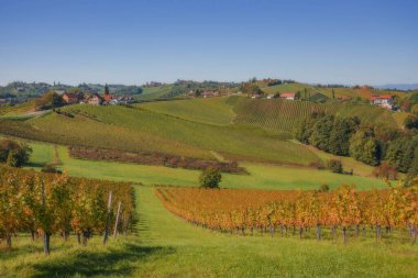 Güney Styrian Şarap Yolu boyunca uzanan üzüm bağları, Avusturya ile Slovenya arasındaki sınırda yeşil kayan tepeler, üzüm bağları, pitoresk köyler ve şarap tavernaları olan büyüleyici bir bölge.