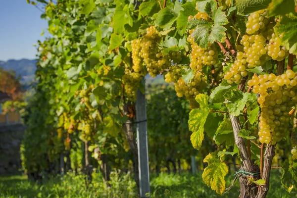 Dojrzałe Białe Winogrona Winnicach Wzdłuż South Styrian Wine Road Urokliwy — Zdjęcie stockowe