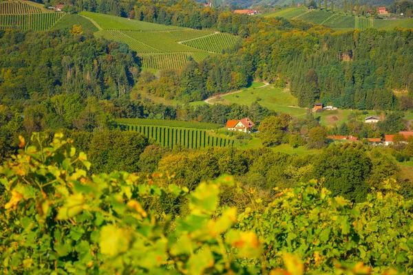 南スタイリッシュなワインロード沿いのブドウ畑 緑豊かな丘陵地帯 ブドウ畑 絵のように美しい村やワインの居酒屋とオーストリアとスロベニアの国境の魅力的な地域 — ストック写真