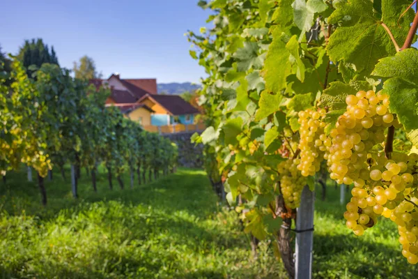 Mogna Vita Vindruvor Vingårdarna Längs South Styrian Wine Road Charmig — Stockfoto