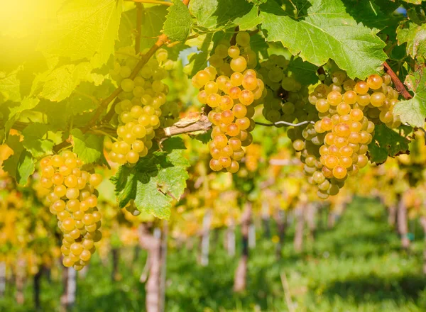 Dojrzałe Białe Winogrona Winnicach Wzdłuż South Styrian Wine Road Urokliwy — Zdjęcie stockowe