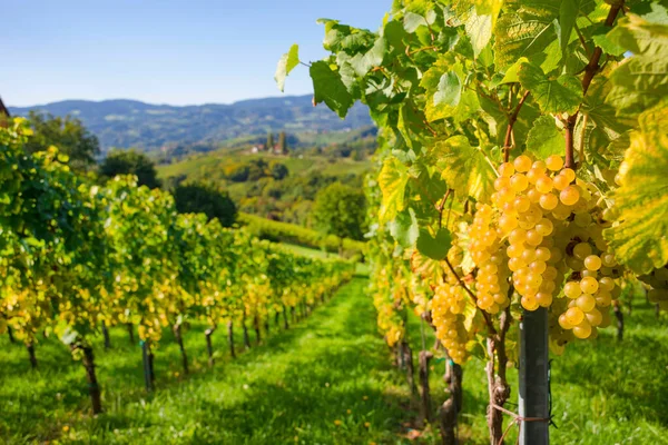 Winnice Wzdłuż South Styrian Wine Road Uroczy Region Granicy Między — Zdjęcie stockowe