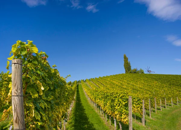 Vinodlingar Längs South Styrian Wine Road Charmig Region Gränsen Mellan — Stockfoto