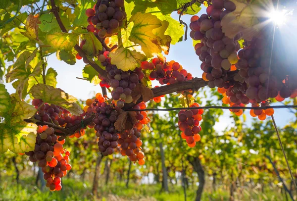 Mogna Druvor Vingårdarna Längs South Styrian Wine Road Charmig Region — Stockfoto