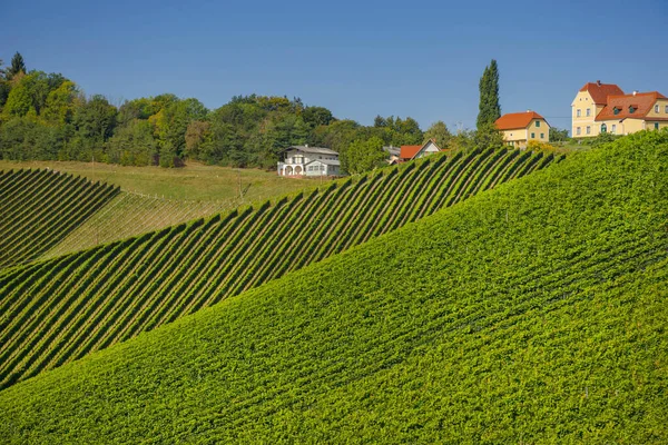 Vineyards along South Styrian Wine Road, a charming region on the border between Austria and Slovenia with green rolling hills, vineyards, picturesque villages and wine taverns