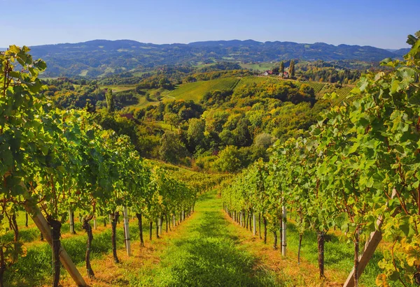 Vineyards along South Styrian Wine Road, a charming region on the border between Austria and Slovenia with green rolling hills, vineyards, picturesque villages and wine taverns