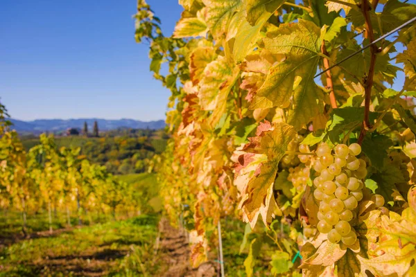 Zralé Bílé Vinné Hrozny Vinicích Podél Jižní Štýrské Vinařské Cesty — Stock fotografie