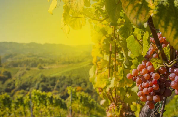 Dojrzałe Winogrona Winnicach Wzdłuż South Styrian Wine Road Urokliwy Region — Zdjęcie stockowe
