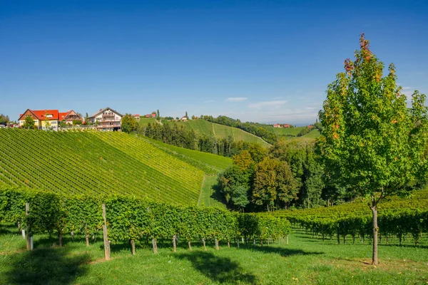 Weinberge Entlang Der Südsteirischen Weinstraße Einer Reizvollen Region Der Grenze — Stockfoto