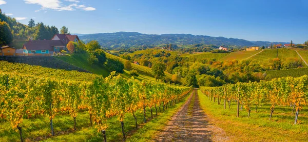 Winnice Wzdłuż South Styrian Wine Road Uroczy Region Granicy Między — Zdjęcie stockowe