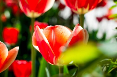 Seçici odak ve sığ bir alan derinliği ile fotoğraflandı kırmızı lale 