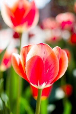 Seçici odak ve sığ bir alan derinliği ile fotoğraflandı kırmızı lale 
