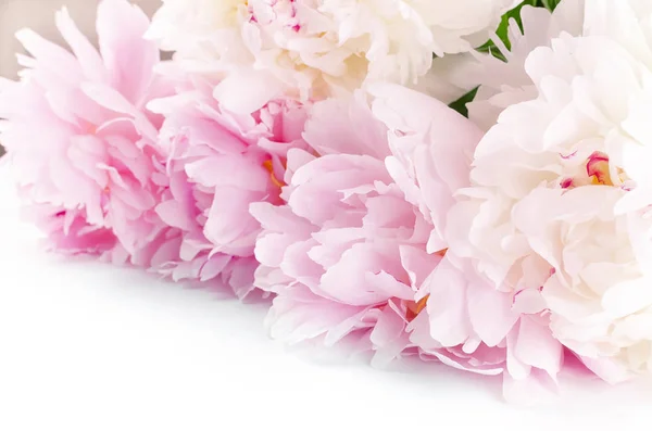 Stunning light pink and white peonies on white background. Overhead view of bouquet. Floral frame. Copy space