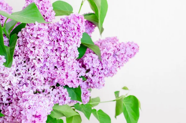 満開の花束紫ライラック花のクローズ アップ — ストック写真