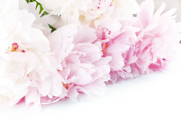 Stunning light pink and white peonies on white background. Overhead view of bouquet. Floral frame. Copy space