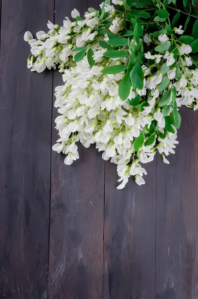 Acacia Grein Blomster Mørk Gammel Trebakgrunn Topp Utsikt – stockfoto