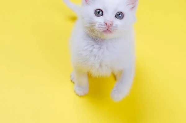 Niedliches Kätzchen Mit Grauen Augen Die Nach Oben Schauen Gelber — Stockfoto