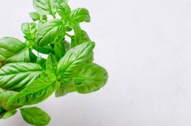 Beyaz ahşap arka planda, taze aromatik otlar yakın mutfak otlar pişirme kadar taze yeşil fesleğen demet. Kopya alanı