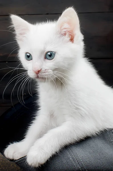 Söt Kattunge Med Blå Grå Ögon Sitter Hatten Mörk Bakgrund — Stockfoto