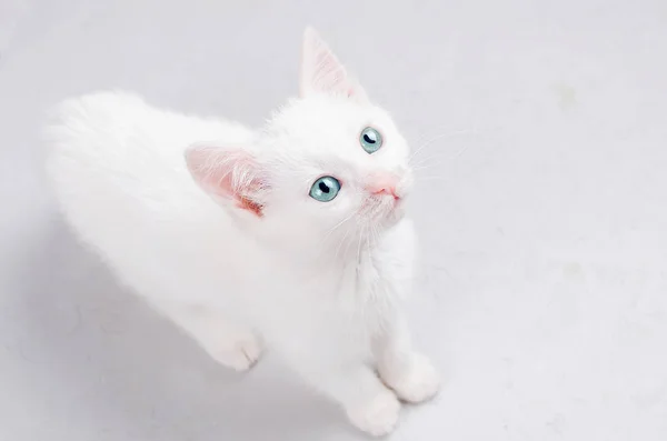Симпатичный Котенок Голубыми Глазами Смотрящий Белый Фон — стоковое фото