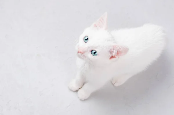 Aranyos Cica Keresi Fel Fehér Háttér Kék Szemmel — Stock Fotó