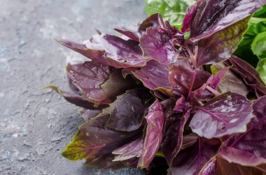 bir koyu gri arka plan üzerinde şube büyük kırmızı taze fesleğen yaprakları, en iyi görünümü, kopya alanı kapatın