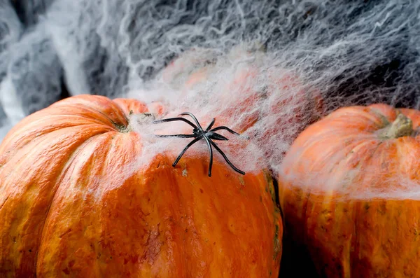 Herbstkürbisse, Netz und Spinne in schwarz — Stockfoto