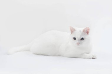 Portre Türk Angora kedi, 8 ay yaşlı, beyaz arka plan önünde yatıyor