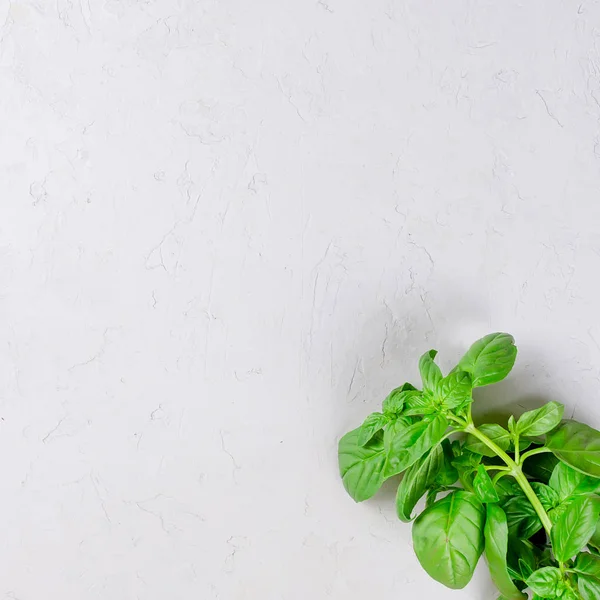 Bunch of fresh green basil on a white wood background,  Fresh aromatic herbs close up Culinary cooking herbs. Copy space