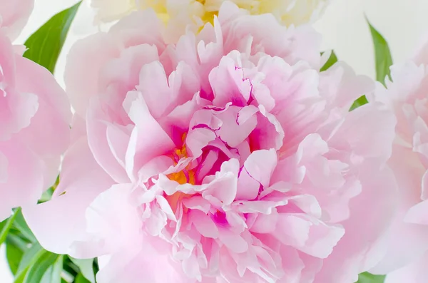 Peonía Rosa Cerca Como Fondo — Foto de Stock