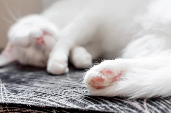 Chat blanc angora endormi — Photo