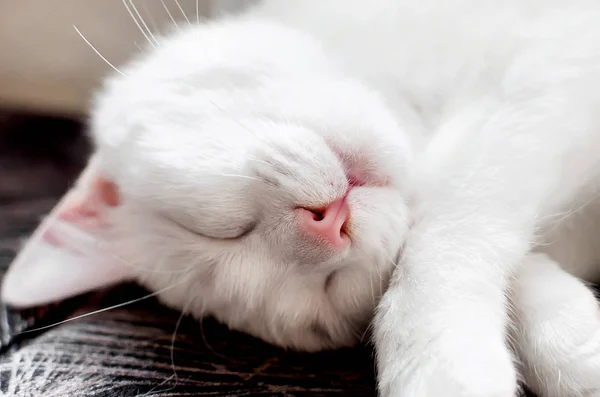 Спящая белая кошка — стоковое фото