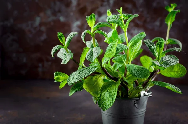 Rametti di menta giovane in un bicchiere su uno sfondo scuro — Foto Stock