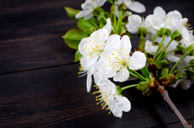 koyu ahşap arka plan üzerinde kiraz çiçekleri