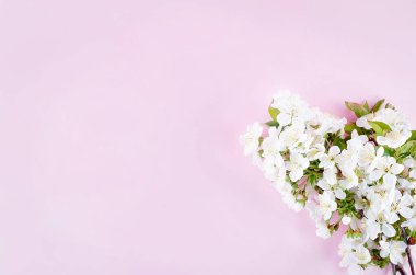 açık pembe arka plan bahar kiraz çiçekleri