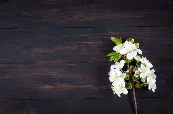 暗い木製の背景に桜の花 — ストック写真