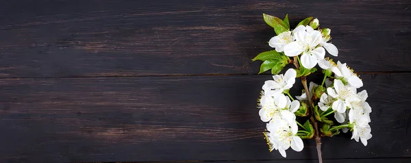 Třešňové květiny na tmavém dřevěném pozadí — Stock fotografie