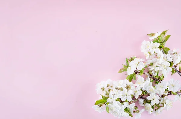 Vårkirsebærblomster med lys rosa bakgrunn – stockfoto