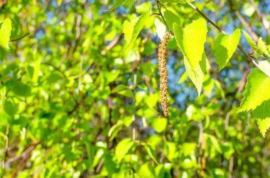 genç yaprakları ve küpe ile huş sprigs