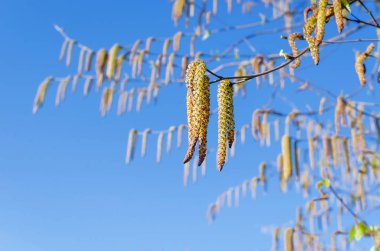 genç yaprakları ve küpe ile huş sprigs
