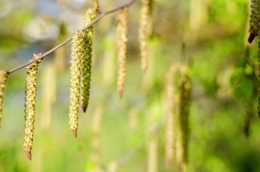 genç yaprakları ve küpe ile huş sprigs