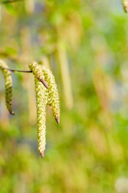 genç yaprakları ve küpe ile huş sprigs