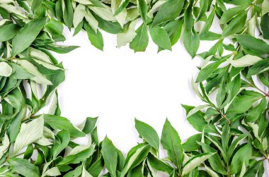 Yaz kompozisyonu. Çerçeve beyaz kağıt arka plan üzerinde, yeşil yaprakları dalları yapılmış. Tatil konsepti, tebrik kartı. Düz döşeme, üst görünüm, kopyalama alanı
