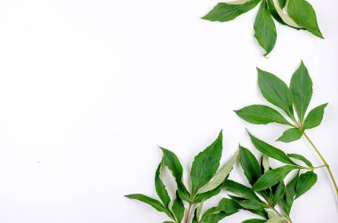 Yaz kompozisyonu. Çerçeve beyaz kağıt arka plan üzerinde, yeşil yaprakları dalları yapılmış. Tatil konsepti, tebrik kartı. Düz döşeme, üst görünüm, kopyalama alanı