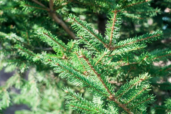Gröna taggiga grenar av en päls-träd — Stockfoto