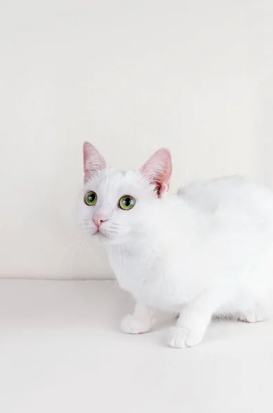 Portrait de chat Angora turque mignon — Photo
