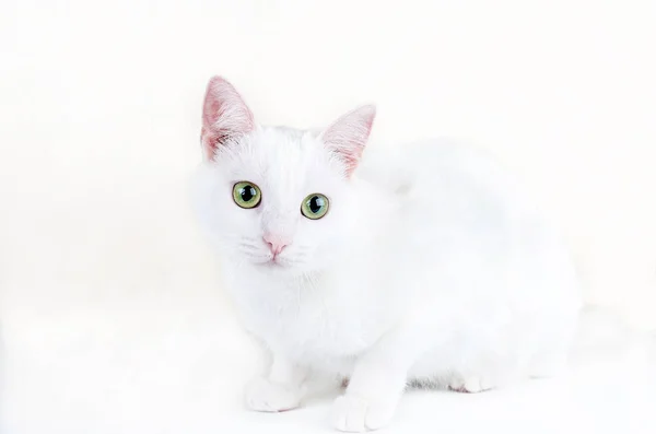 Portré aranyos török angóra macska — Stock Fotó