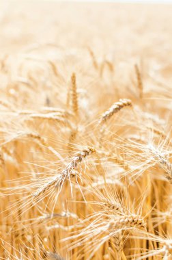 Tahıl tarlası. Altın Buğday