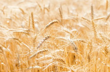 Tahıl tarlası. Altın Buğday