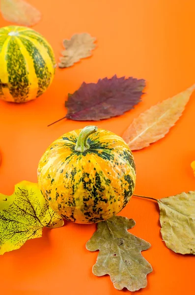 Fondo de otoño con calabazas y hojas — Foto de Stock